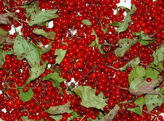 Similar image 1498224