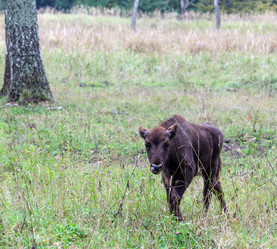 Similar image 1498253