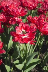 Similar image 1498329