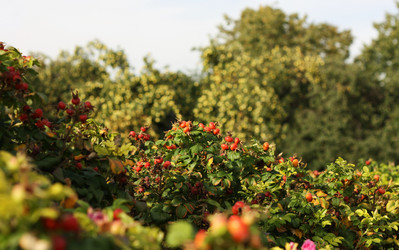 Similar image 1498358