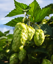 Similar image 1498450