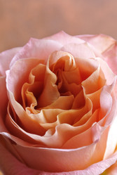 Similar image 1498770