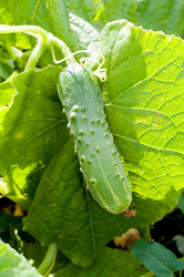 Similar image 1498805