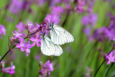 Similar image 1498810