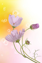 Similar image 1500081