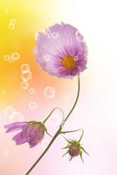 Similar image 1500118