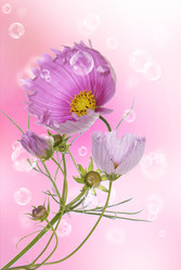 Similar image 1500155