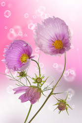 Similar image 1500157