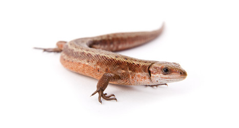 Similar image 1501331