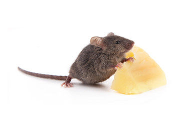 Similar image 1501349