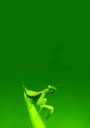 Similar image 1501352