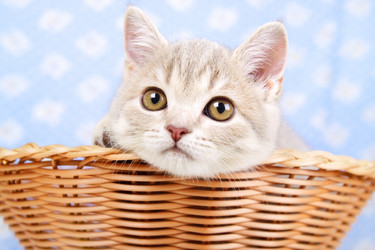 Similar image 1501753