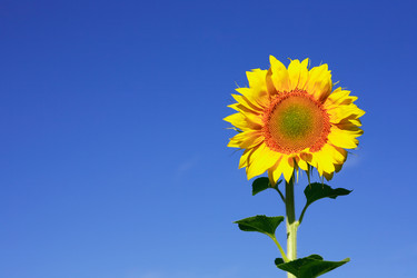 Similar image 1504051