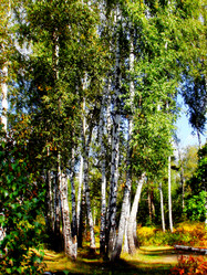 Similar image 1505385