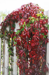 Similar image 1505438