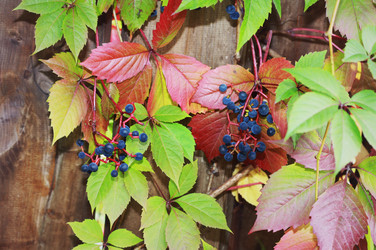 Similar image 1505440