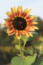 Similar image 1505464