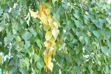 Similar image 1505470