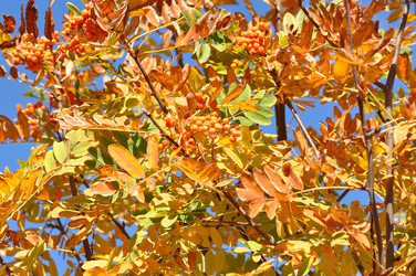 Similar image 1505483