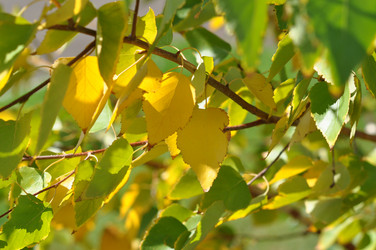 Similar image 1505486