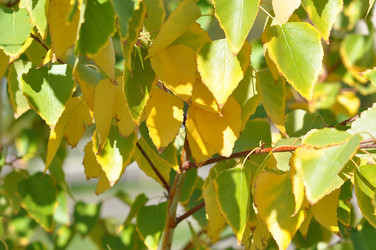 Similar image 1505487