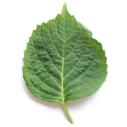 Similar image 1505944