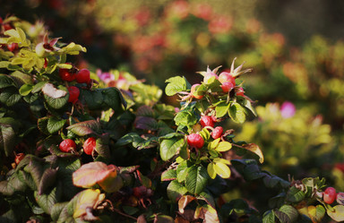 Similar image 1507838