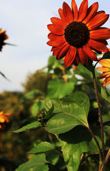 Similar image 1507839