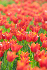 Similar image 1508061