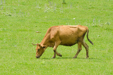 Similar image 1508549