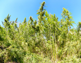 Similar image 1509115