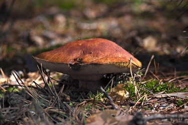 Similar image 1509569