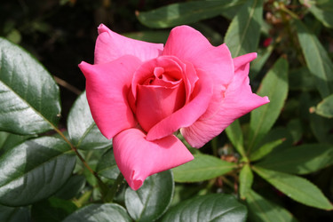 Similar image 1509596