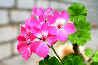 Similar image 1509598