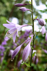 Similar image 1509603