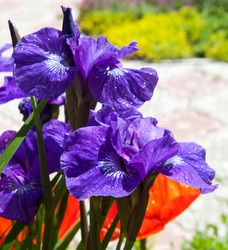 Similar image 1509996