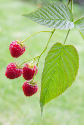 Similar image 1510018