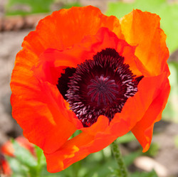 Similar image 1510019