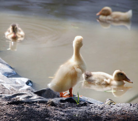 Similar image 1510025