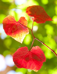 Similar image 1510055