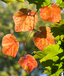 Similar image 1510064