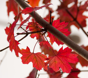 Similar image 1510066