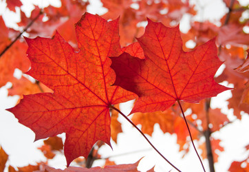 Similar image 1510067