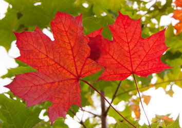 Similar image 1510075