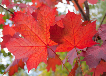 Similar image 1510076