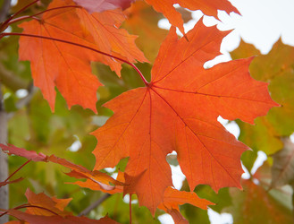 Similar image 1510079