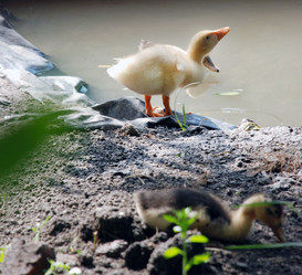 Similar image 1510384