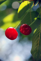 Similar image 1510615