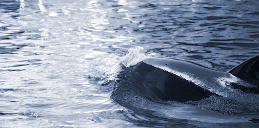 Similar image 1510690