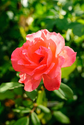 Similar image 1513099